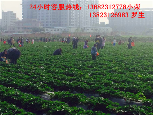 深圳周边好玩的景点