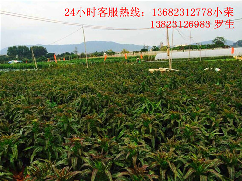 深圳农家乐旅游