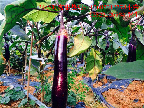 深圳附近农家乐