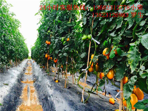 深圳好玩的农家乐