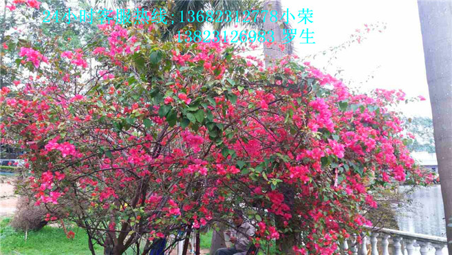 深圳一日游哪里好玩